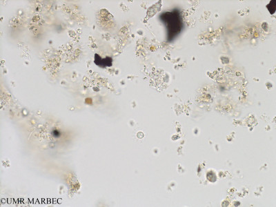 phyto/Bizerte/bizerte_bay/RISCO November 2015/Pterosperma marginatum (Baie_T1A-ind) (2).tif(copy)_thumb.jpg